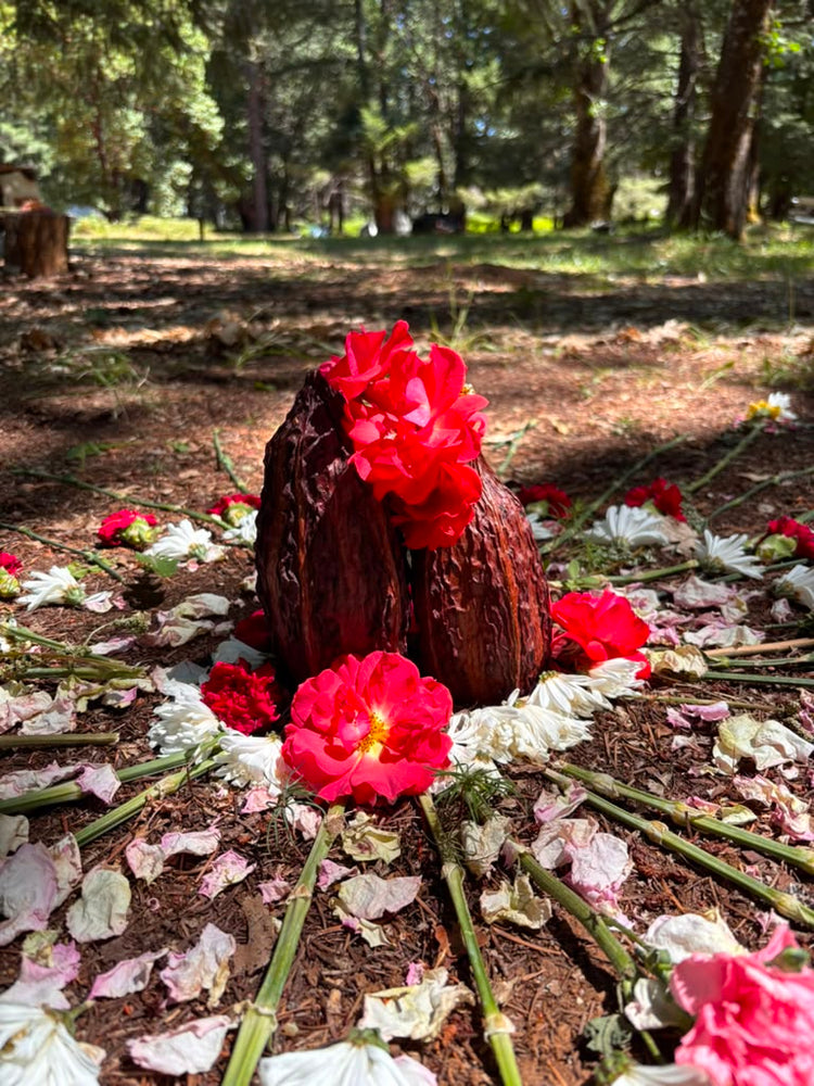 Introduction to Herbalism with Josie October 14 10:00 AM–12:00 PM